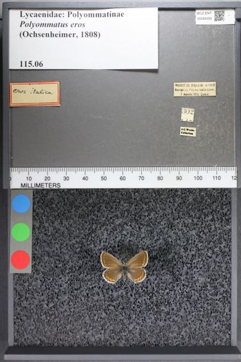 Media type: image;   Entomology 55355